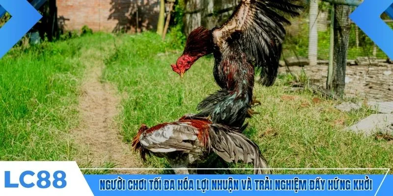 Người chơi tối đa hóa lợi nhuận và trải nghiệm đầy hứng khởi